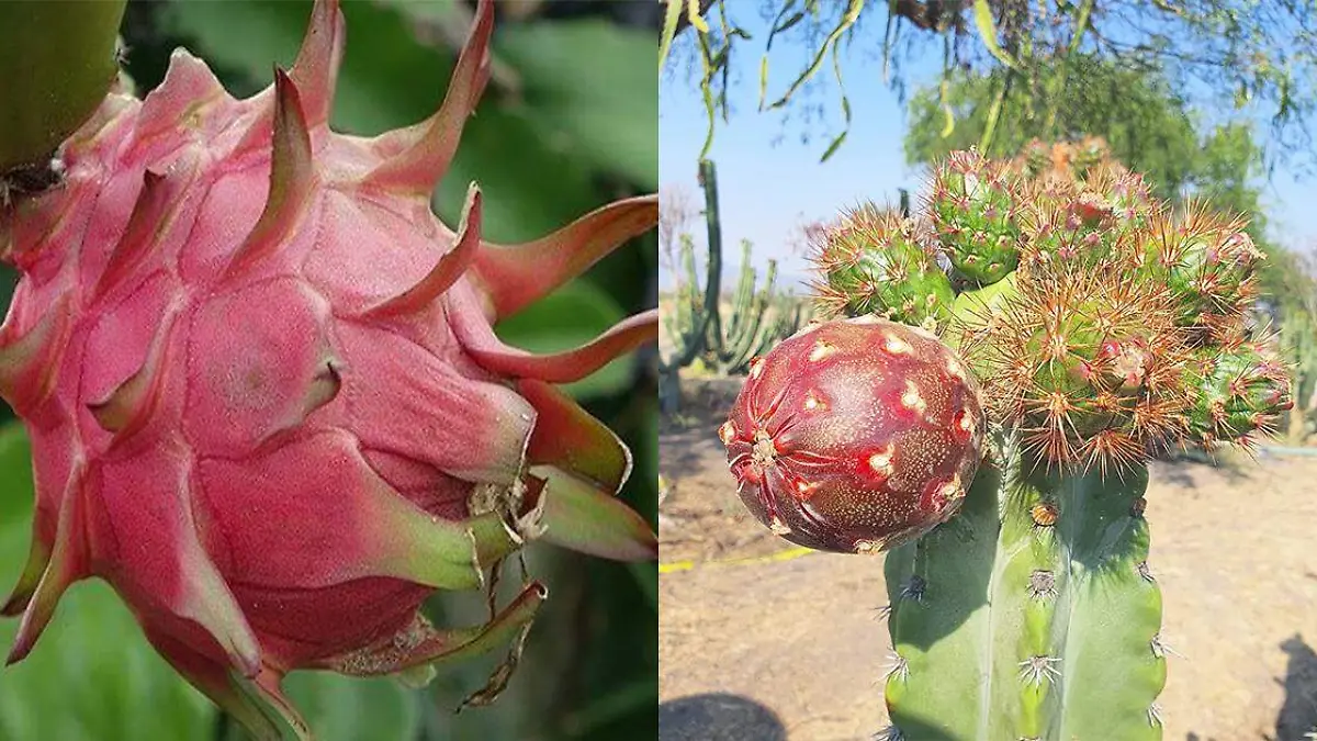 Pitaya y Pitahaya